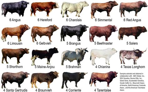 Ilustración de diversas razas de ganado europeo: bovinos, ovinos y porcinos.