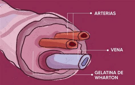 Esquema detallado del cordón umbilical mostrando la gelatina de Wharton y los vasos sanguíneos