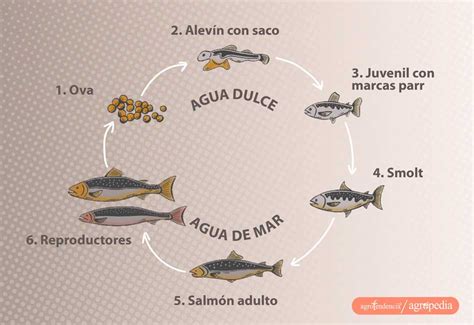 Esquema general del ciclo productivo del salmón: desde la piscicultura en agua dulce, pasando por la etapa de smoltificación, hasta el engorde en jaulas de mar.