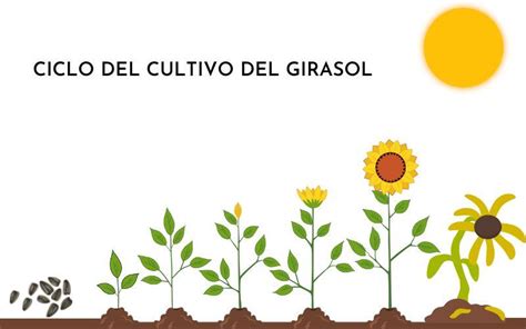 Infografía que muestra el ciclo de vida del girasol y los factores que influyen en su rendimiento, como el nitrógeno y el tipo de fertilizante.