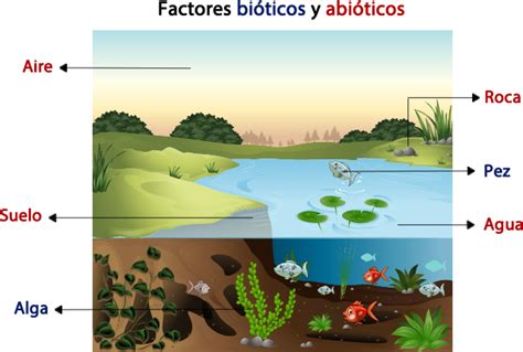 Infografía mostrando los diferentes entornos donde se pueden encontrar levaduras: suelo, plantas, agua, animales.