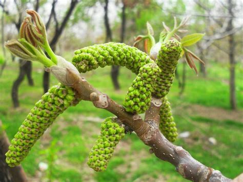 Ilustración detallada de la hoja, flor y yema del nogal.