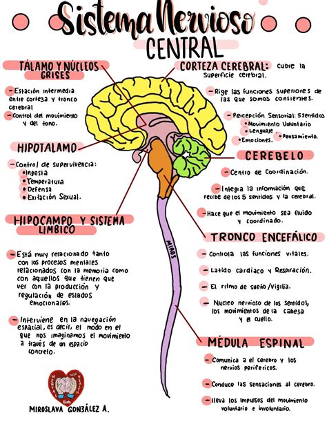 infografía sobre los efectos de los afrodisíacos naturales en el sistema nervioso y circulatorio