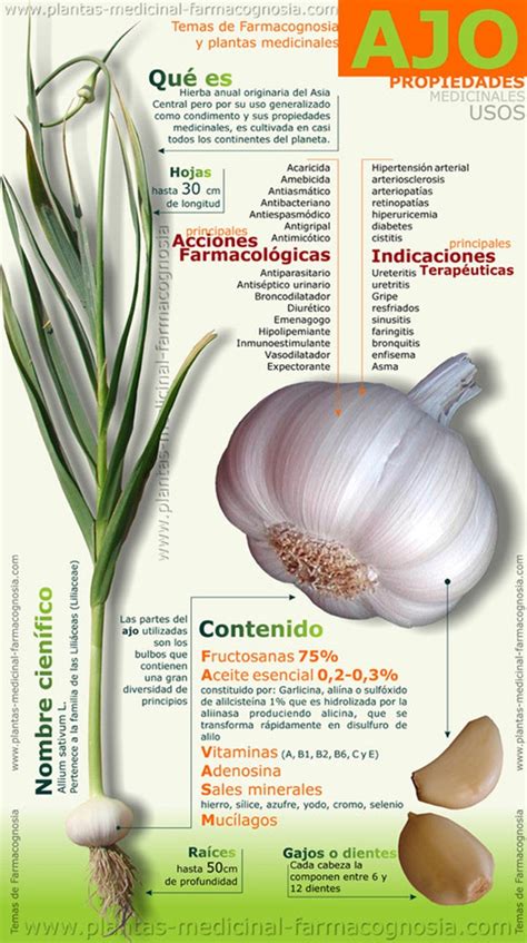 Esquema sobre las propiedades medicinales del ajo: alicina, acción antiséptica y expectorante