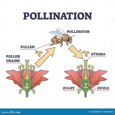 Diagrama de polinización del maíz y esquema de plantación en bloques