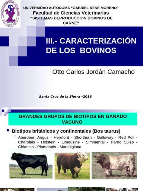 Esquema comparativo de los biotipos bovinos: Británicos, Continentales y Sintéticos, resaltando sus principales diferencias morfológicas
