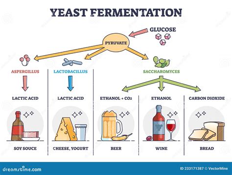 Esquema del proceso de fermentación tradicional: pescado y sal en recipientes cerrados durante meses o años.