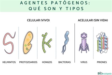Esquema de acción desinfectante contra microorganismos patógenos y esporas