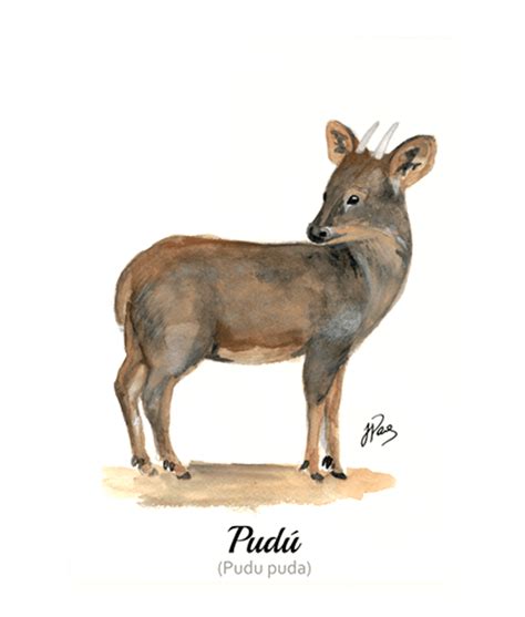 Ilustración de fauna nativa de Chiloé: pudú, huillín y martín pescador en su hábitat natural
