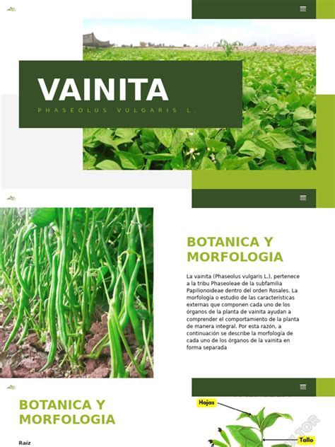 Esquema visual mostrando las distintas denominaciones de la vainita según la región geográfica: ejotes, judías, chauchas y porotos verdes.