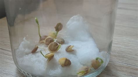 Visualización paso a paso de la germinación de lentejas en un tarro de cristal con algodón.
