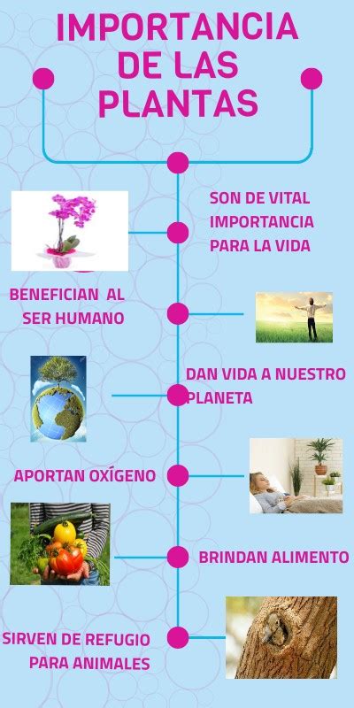 Esquema sobre la importancia del enraizamiento en plantas