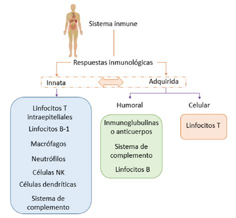 Esquema sobre la respuesta del sistema inmunológico ante el gluten y la lactosa