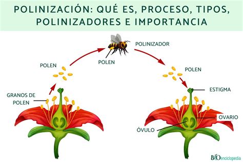 esquema de la estructura floral del maíz y el proceso de polinización