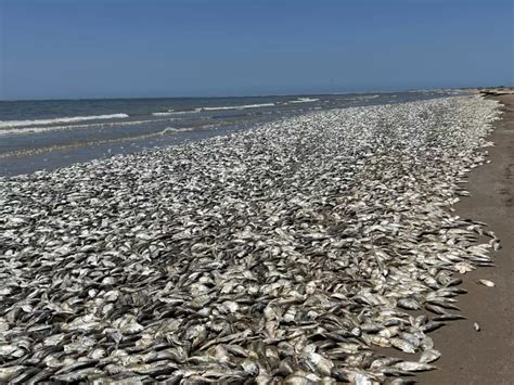 Foto: Masiva marea roja con peces muertos en las costas del sur de Chile