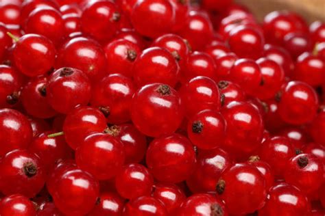 Frutas de zarzaparrilla frescas