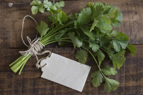 Un ramo de cilantro fresco con gotas de rocío