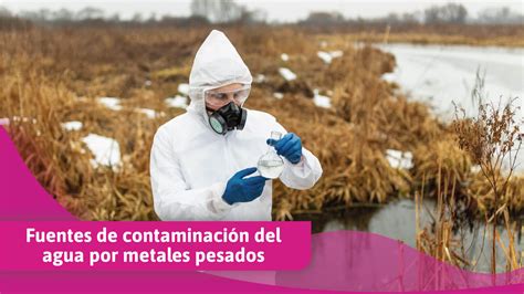 Infografía sobre las precauciones de consumo de vísceras y su acumulación de metales pesados