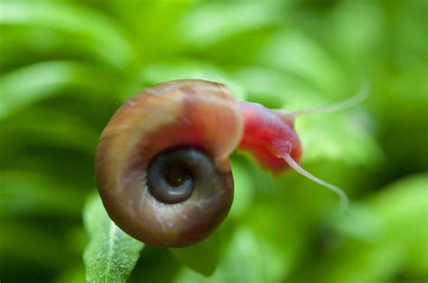Caracol Planorbis Planorbis Gu a Definitiva De Caracter sticas Caracol Planorbis Planorbis Gu a Definitiva De Caracter sticas