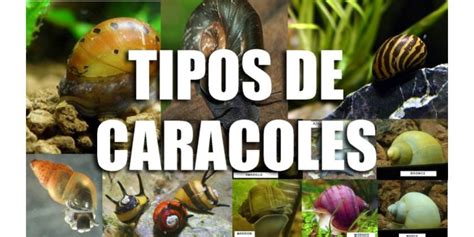 Infografía comparando las necesidades de mantenimiento de diferentes especies de caracoles de acuario, incluyendo Planorbis planorbis.