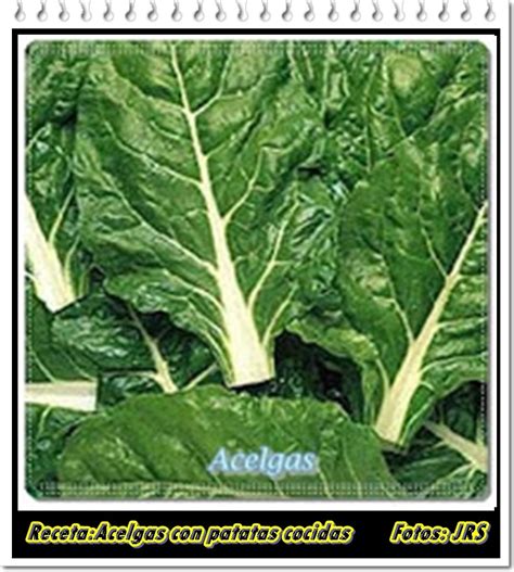 Fotografía de acelgas frescas con hojas verdes y pencas blancas.