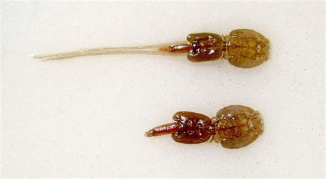Microfotografía de un parásito externo común en salmón, como el piojo de mar (Caligus rogercresseyi).