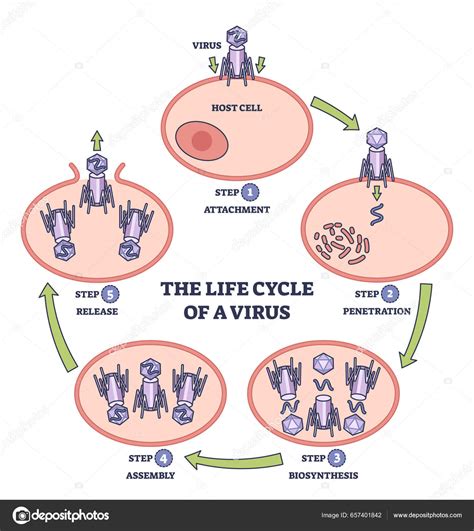 Diagrama del ciclo de vida de un virus que afecta a los salmones.