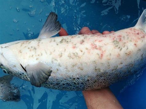 Fotografía de un salmón con infestación de piojos de mar.