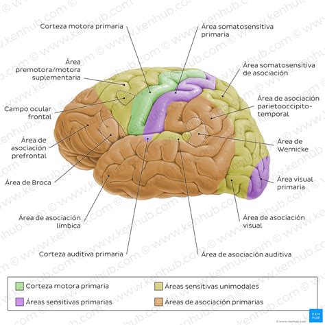 Ilustración de las áreas cerebrales afectadas en la enfermedad de Parkinson y sus principales síntomas motores