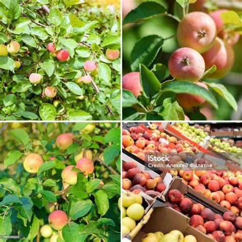 Collage de diferentes variedades de manzanas y plátanos.