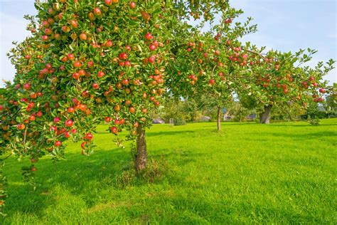 Esquema botánico del árbol de manzano y su fruto