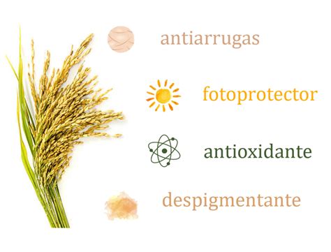 infografía sobre los componentes del arroz: antioxidantes, vitamina C, A, grupo B y ácido ferúlico
