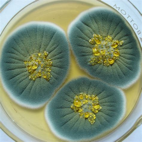 Infografía comparativa: mohos beneficiosos (blanquecinos/grisáceos) frente a mohos no deseables (colores vivos o aspecto algodonoso)