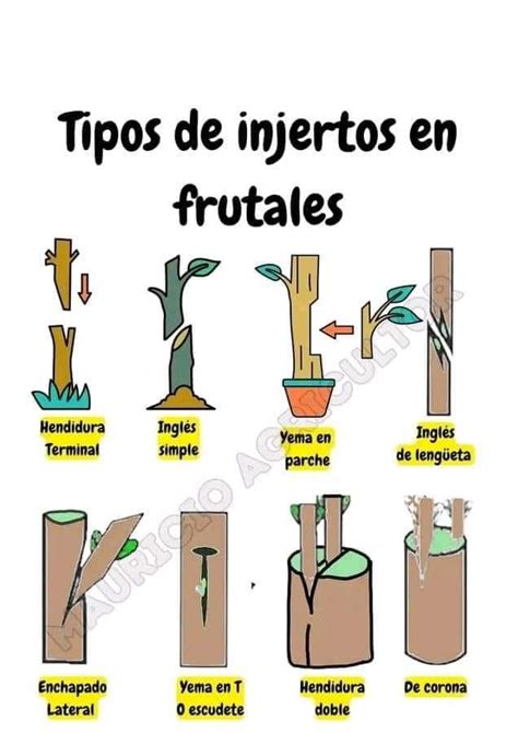 Diagrama esquemático mostrando diferentes tipos de cortes para injertos: hendidura simple, hendidura doble y corte en V.