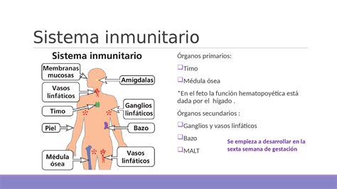 Esquema gráfico que resume las propiedades nutricionales y beneficios para el sistema inmune de los hongos ostra.