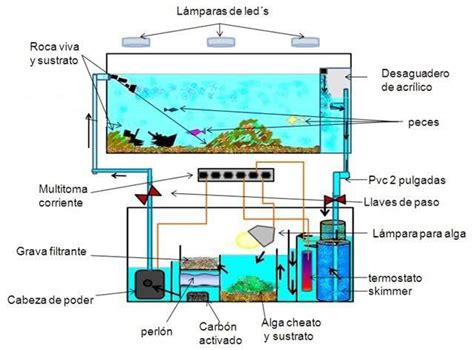 Esquema de un acuario grande para Pangasius con dimensiones
