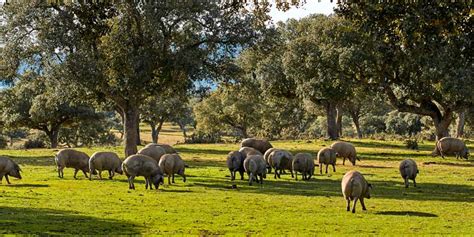 Fotografía de una dehesa española con cerdos ibéricos pastando