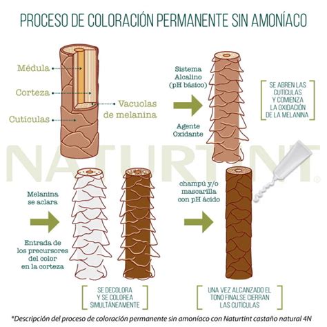 Infografía: Proceso de coloración para cabello oscuro y claro