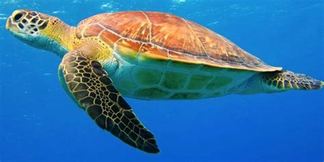 Foto de una tortuga acuática juvenil en su hábitat
