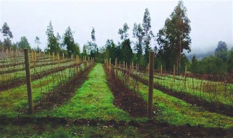 Esquema técnico de una plantación de frambuesas diseñada para el paso de maquinaria autopropulsada