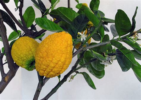 Foto de cidra (cédrat) y hojas verdes