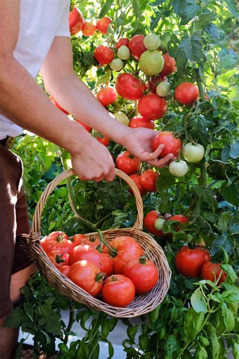 Tomates rojos y fragantes en una huerta de verano