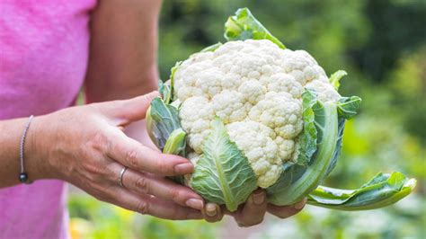 Campo de cultivo de coliflores en distintas etapas de maduración.