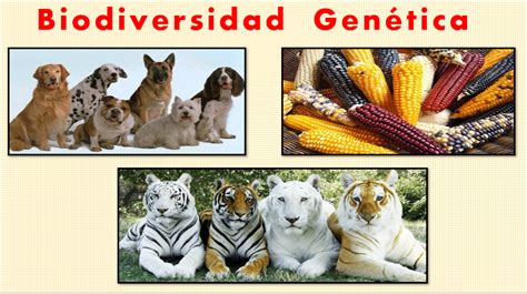 Diagrama que ilustra la diversidad genética dentro de la especie Brassica oleracea, mostrando la relación entre diferentes cultivos.