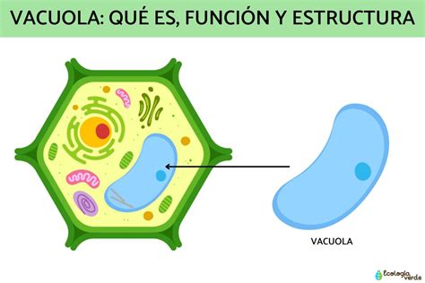 Diagrama mostrando el transporte de iones por Vcx1p y Vnx1p en la vacuola de levadura