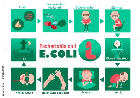 Infografía detallando los síntomas y la propagación de la bacteria Escherichia coli