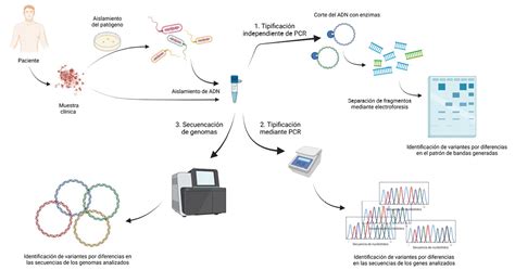 esquema de análisis de ADN para la identificación de parentesco genético