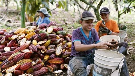 ilustraciones históricas de antiguos cultivos de cacao y preparación de chocolate