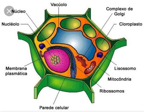 Esquema detallado de una célula vegetal con sus partes: pared celular, membrana, núcleo y citoplasma
