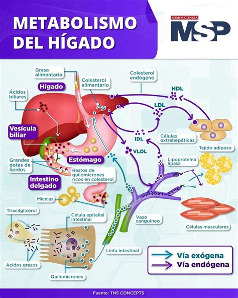 Esquema explicativo: funciones del hígado en el metabolismo y la desintoxicación